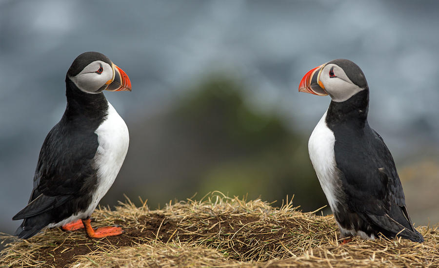 Two Puffins Face-to-face At Photograph by Photo By Nils Axel Braathen, Nilsaxel@noos.fr