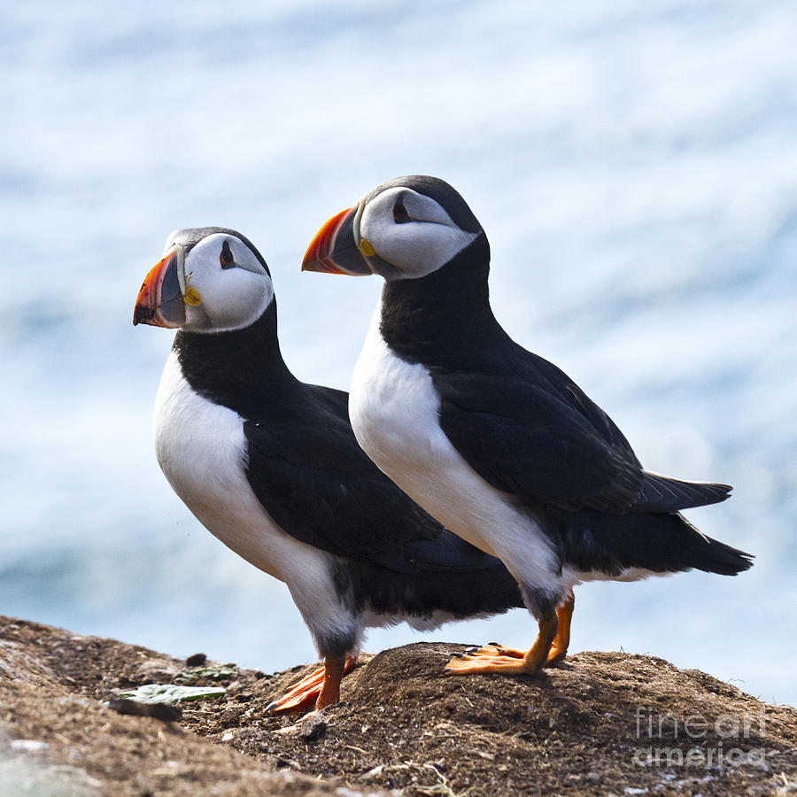 Bird Photograph - Two Puffins just Landed on Hornoya by Heiko Koehrer-Wagner