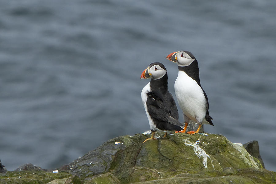 Two Puffins Photograph by Stan Maddams - Pixels