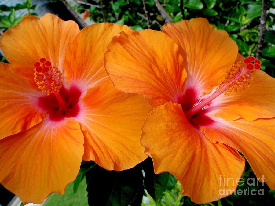 Two Pumpkin Hibiscus Photograph by Mary Deal