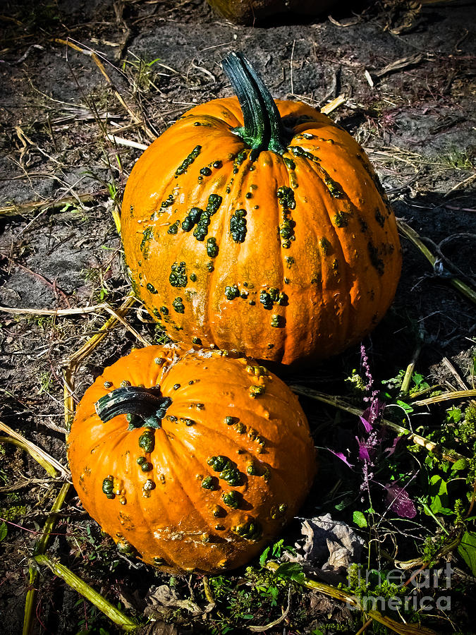 Two Pumpkins Photograph by Colleen Kammerer