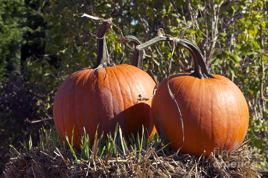 Two Pumpkins Photograph by Sharon Talson