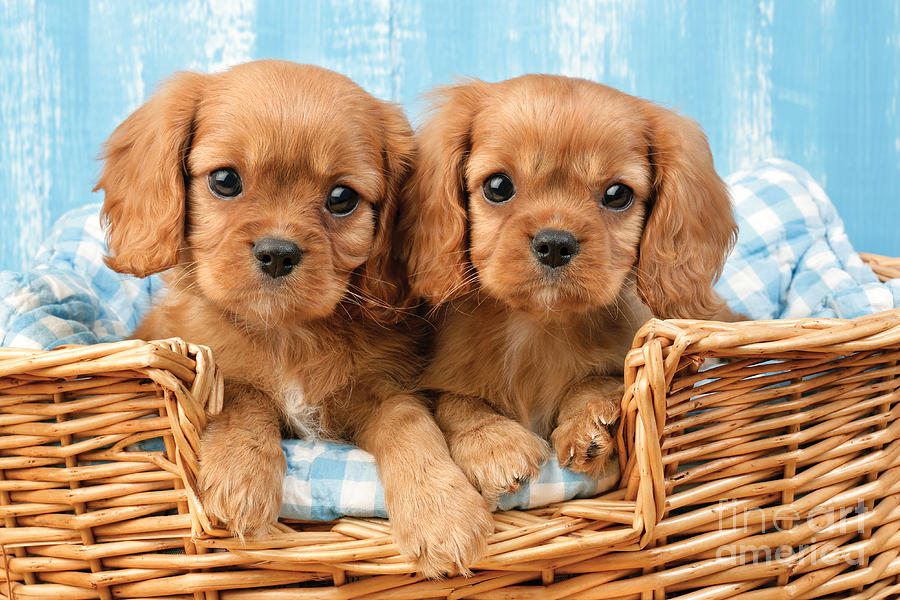 Cute puppies in a hot sale basket