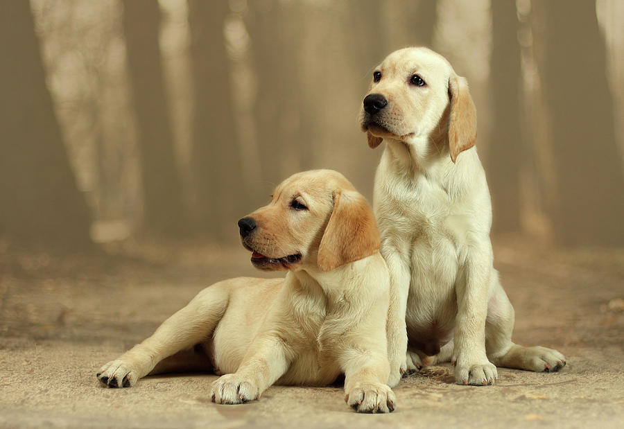 Two Puppies Labrador Retrievers Photograph by Sergey Ryumin