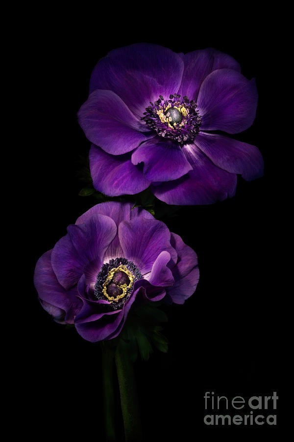 Flowers Still Life Photograph - Two Purple Anemones by Ann Garrett