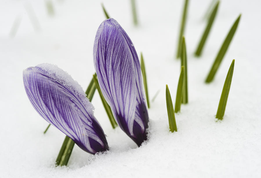 Two Purple Crocuses In Spring With Snow Photograph