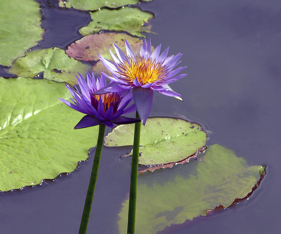 Two Purple Lilies Photograph by John Lautermilch