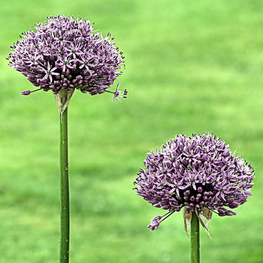 Two Purple Sensation Alliums Photograph by Janice Drew