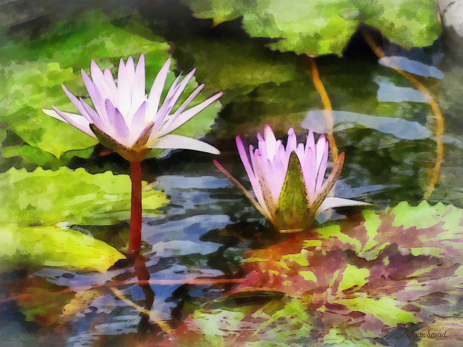 Garden Photograph - Two Purple Water Lotus by Susan Savad