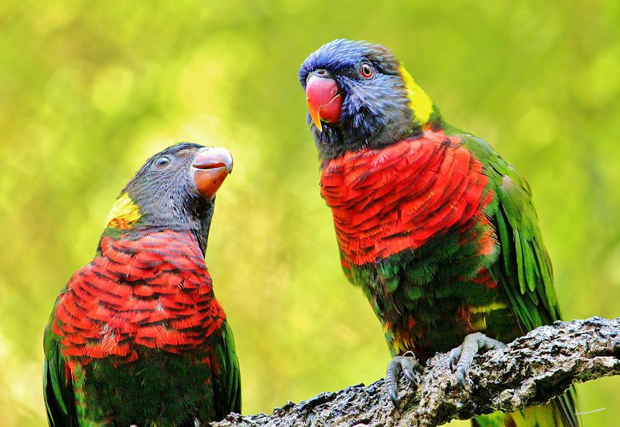 Parrot Photograph - Two Rainbow Lories by Cynthia Guinn