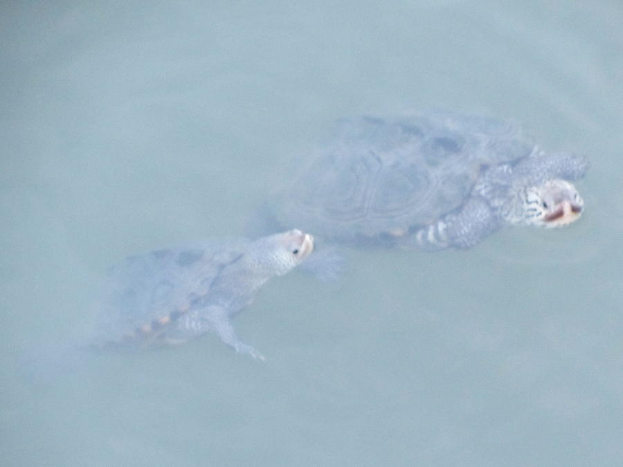 Turtle Photograph - Two Rare Turtles Swam Up To See by Debbie Nester Turtle Photograph - Two Rare Turtles Swam Up To See by Debbie Nester