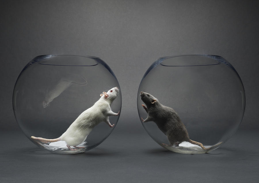 Two rats in glass bowls looking at each other Photograph by Karen Moskowitz