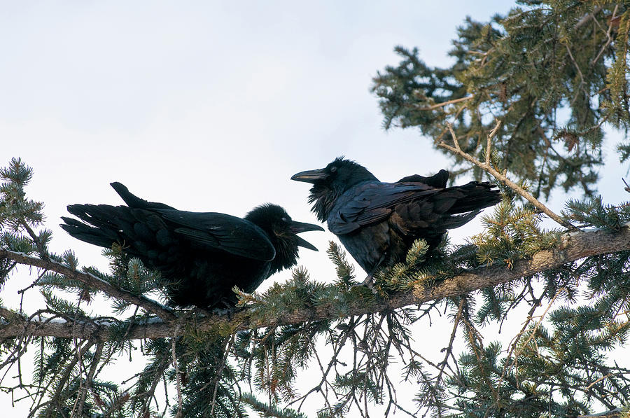 ravens converse