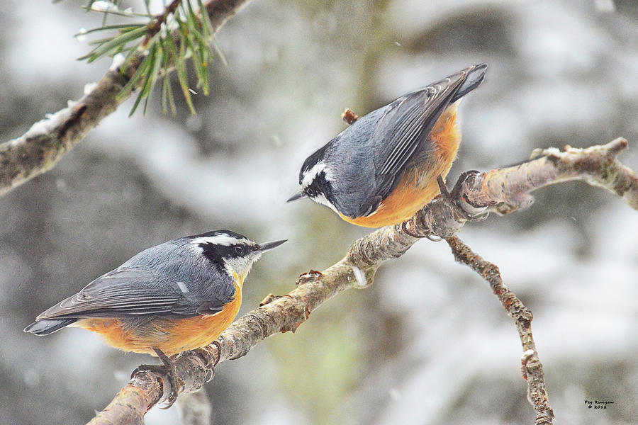 Two Red Breasted Nuthatches Photograph by Peg Runyan