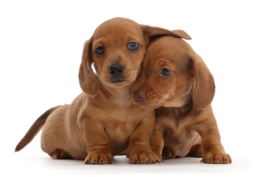 Two Red Dachshund Puppies Photograph by Mark Taylor