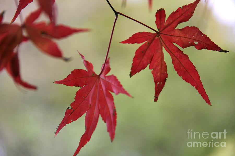 Two Red Leaves  Photograph by Yumi Johnson