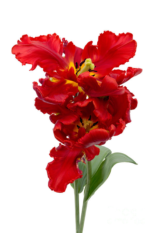 Two Red Parrot Tulips Photograph by Ann Garrett