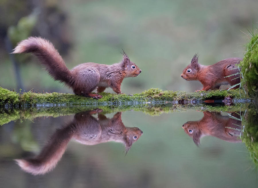 Nature Photograph - Two Red Squirrels Face To Face by Sarah Peters