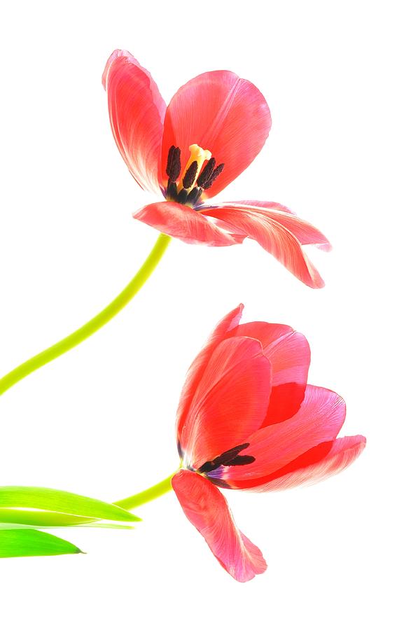 Two Red Transparent Flowers Photograph by Phyllis Meinke