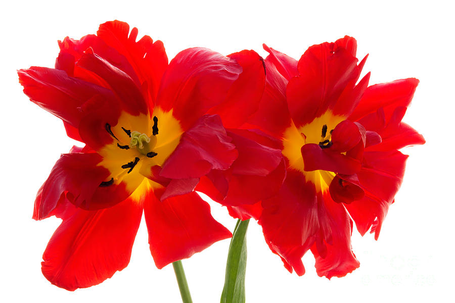 Two Red Tulips 2 Photograph by Ann Garrett