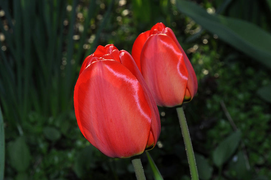 Two red tulips Photograph by Diane Lent