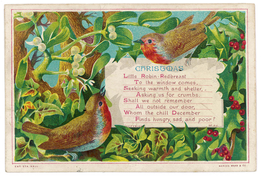 Two Robins In A Setting Of Holly Drawing by Mary Evans Picture Library ...