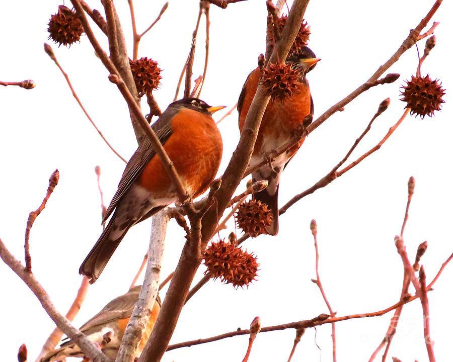American Robins Signs of Spring Photograph by Scott Cameron