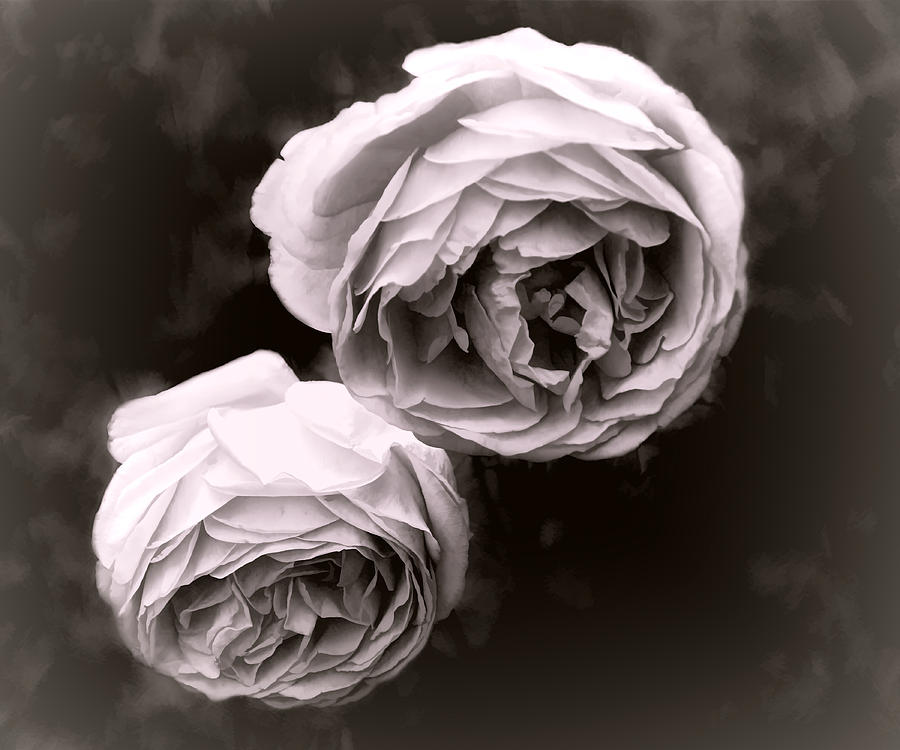 Two Roses Photograph by Ann Powell