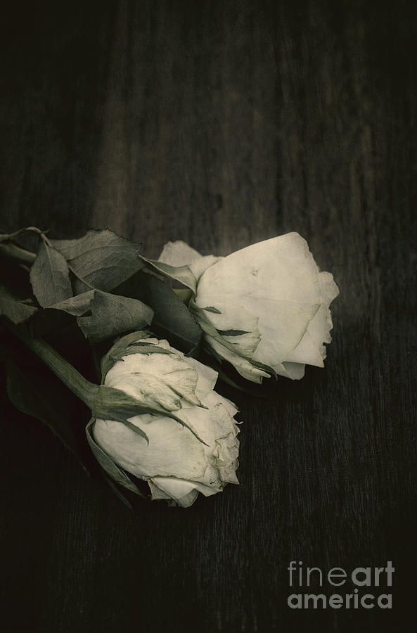 Two Roses Photograph by David Lichtneker