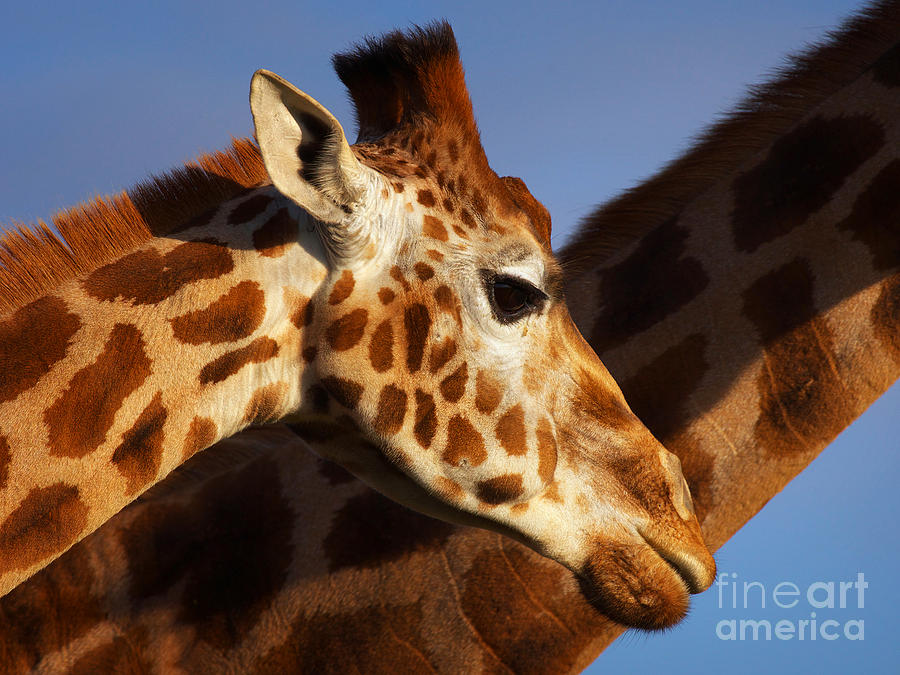 Two Rothschild Giraffes Photograph by Nick  Biemans
