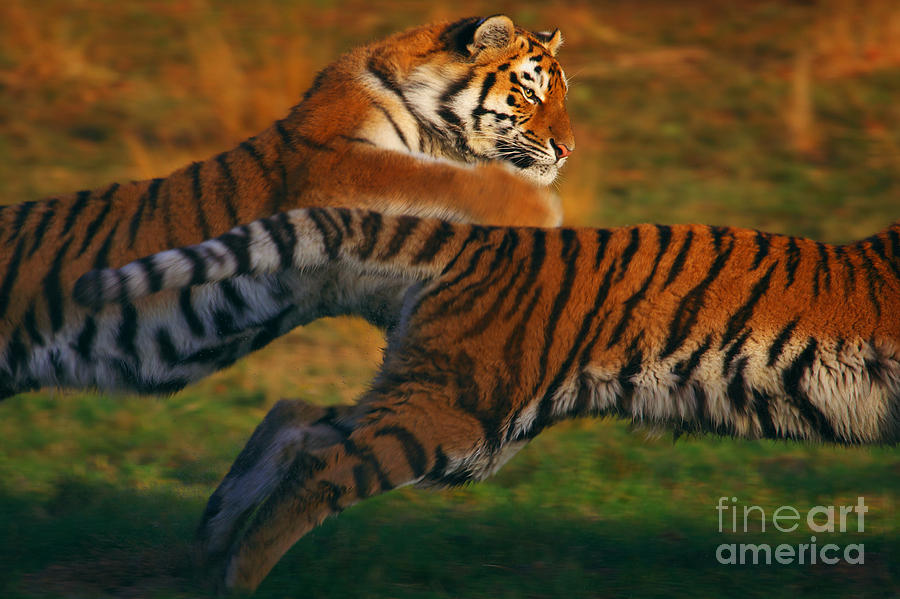 Two running Siberian Tigers Photograph by Nick  Biemans