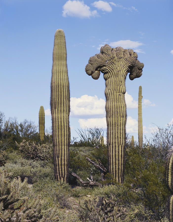 Two Saguaro Cacti Photograph by Charlie Ott
