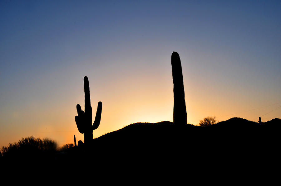 Two Saguaro Cactus at Sunset Photograph by Diane Lent