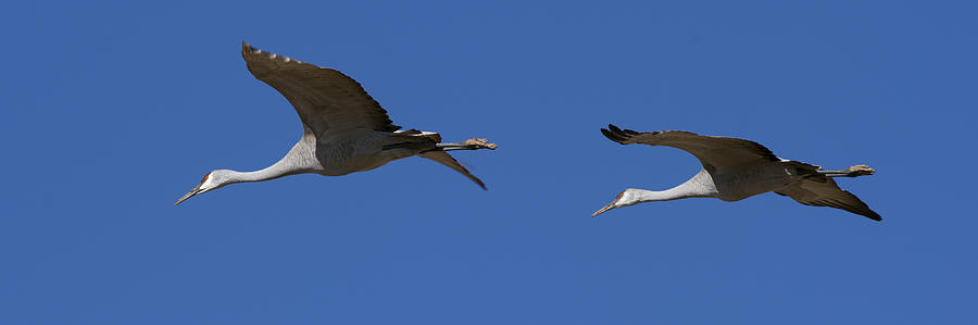Two Sandhill Crane in flight Photograph by Gary Langley
