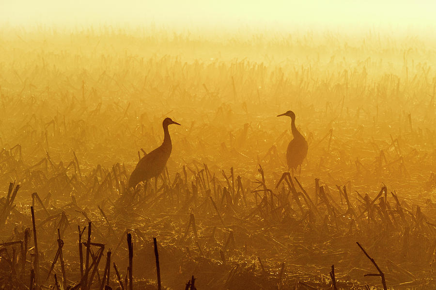 Nature Photograph - Two Sandhill Cranes At The Consumnes by Rick Saez