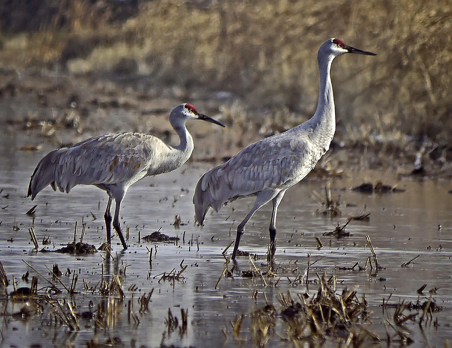 Two Sandhill Cranes Photograph