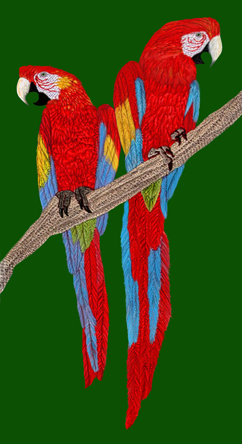Two Scarlet Macaw Digital Art by Walter Colvin