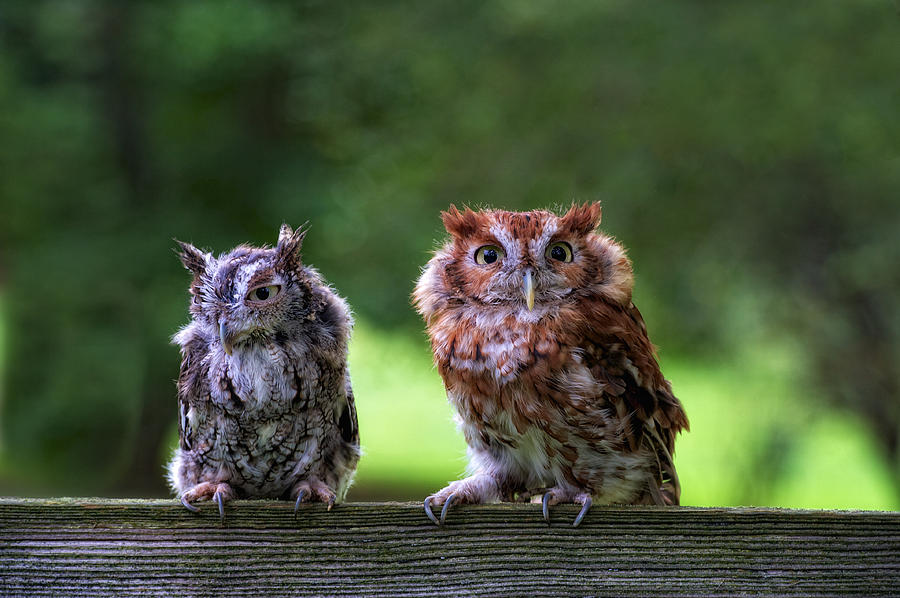 Two Screech Owls Photograph by David Kay