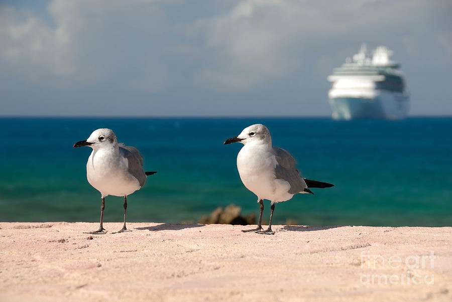 Bird Photograph - Two Seagulls and Cruise Ship by Amy Cicconi