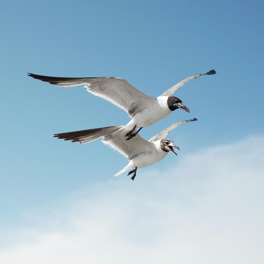 Two Seagulls In Flight Photograph by Olga Melhiser Photography