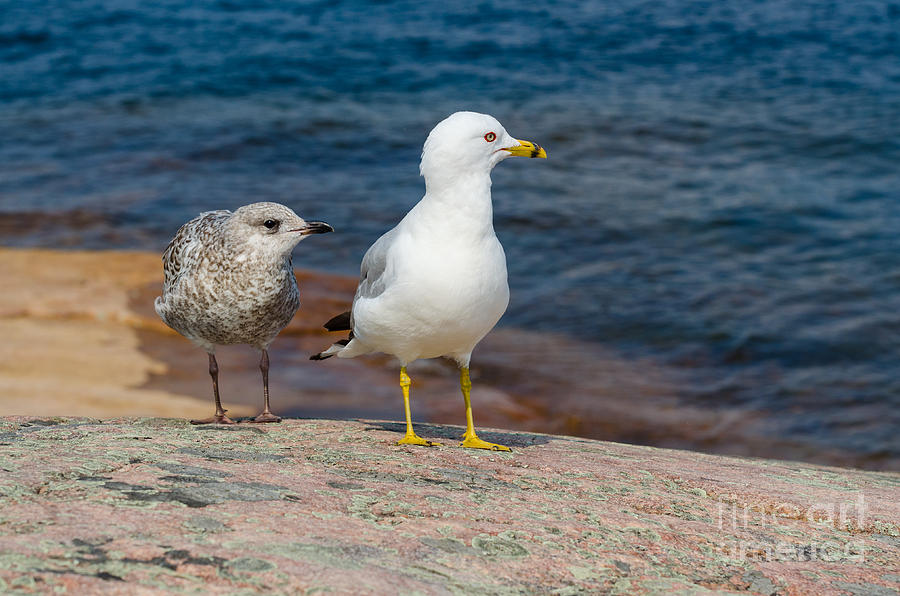 Two seagulls Photograph by Les Palenik