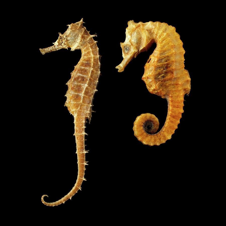 black seahorses