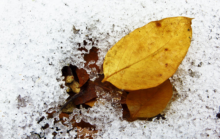 Two Seasons Photograph by Shawna Rowe