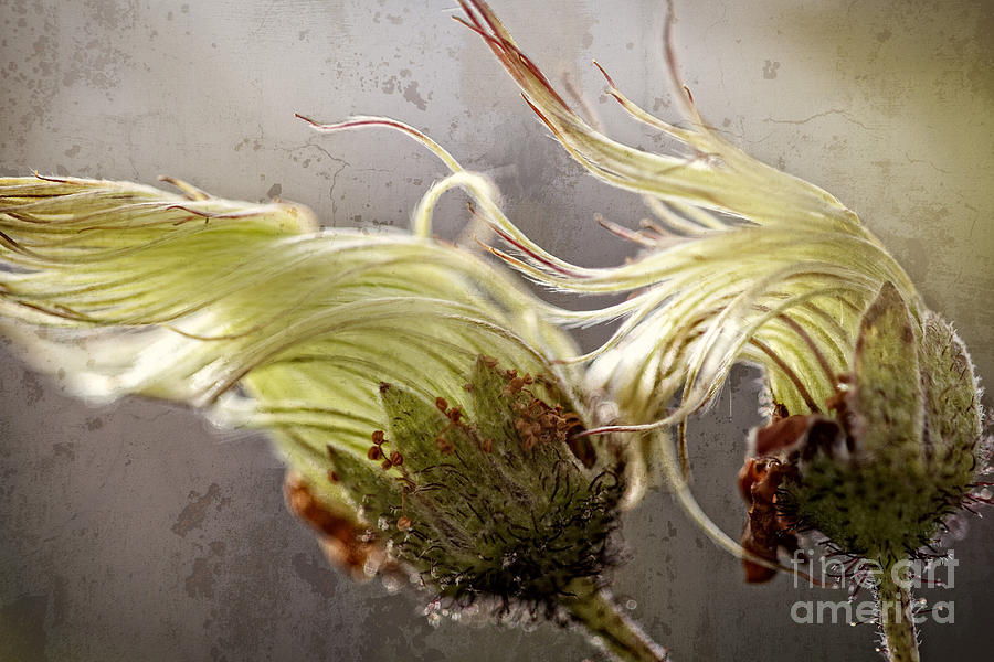 Two Seedhads Of The Wild Mountain Avens Photograph