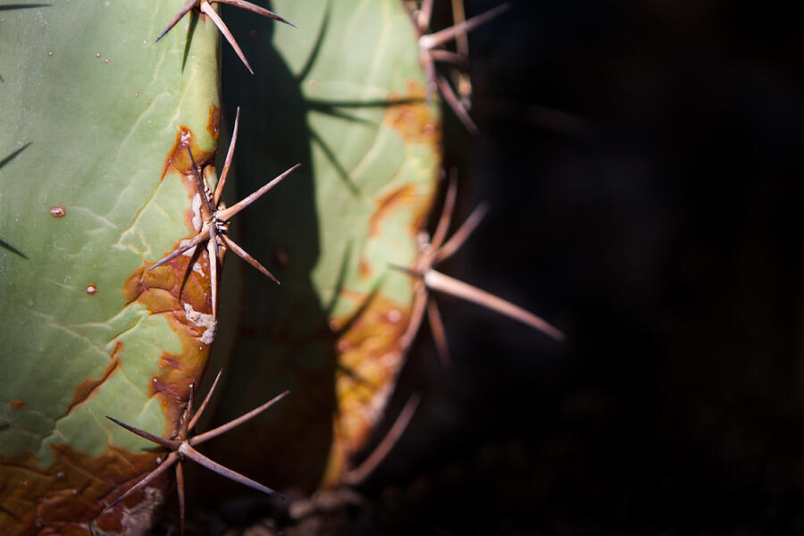 Two Shades of Cactus Photograph by John Wadleigh