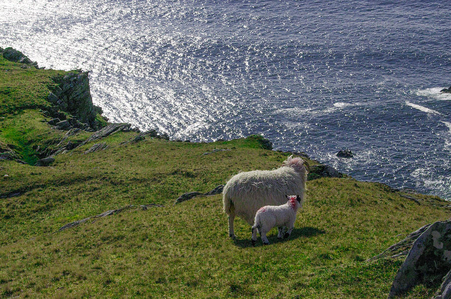 Two Sheep on the Cliffs at Sleive League - Donegal Ireland Photograph by Bill Cannon