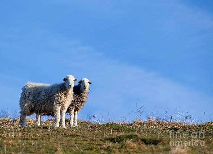 Two sheep standing together Photograph by Simon Bratt