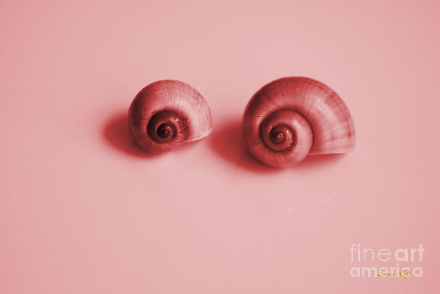 Two Shells Photograph by Oksana Semenchenko