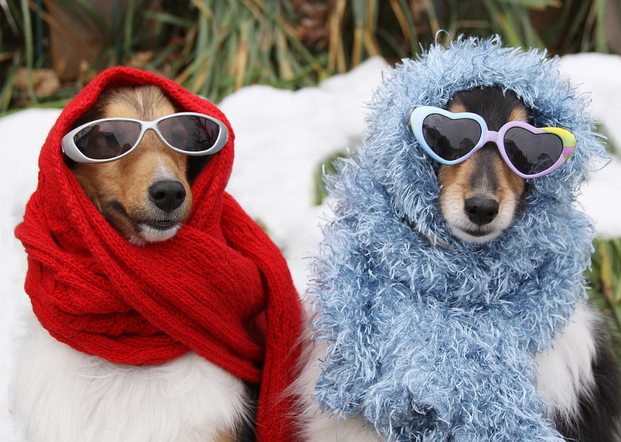 Two Shetland Sheepdogs Wearing Sunglasses and Scarves in Winter Photograph by JTGrafix