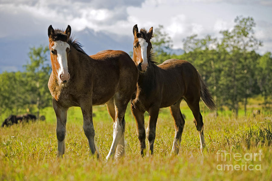 Two Shire Foals Photograph by Rolf Kopfle